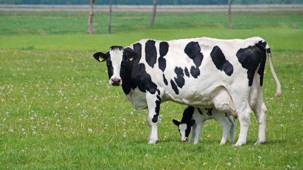 Vaca blanca y negra