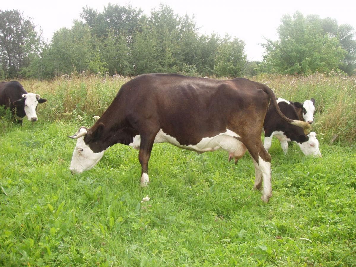 Vaca de Yaroslavl