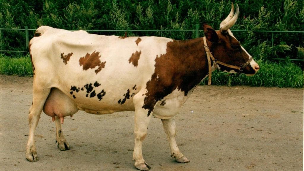 vaca Ayrshire
