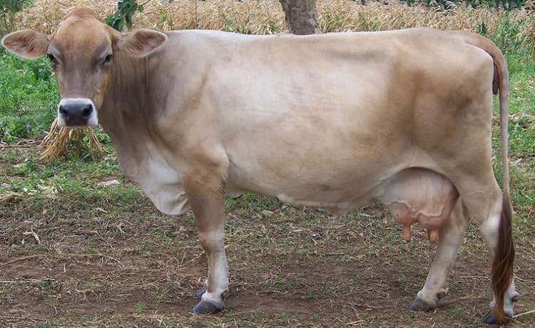Vaca Lebedinskaya
