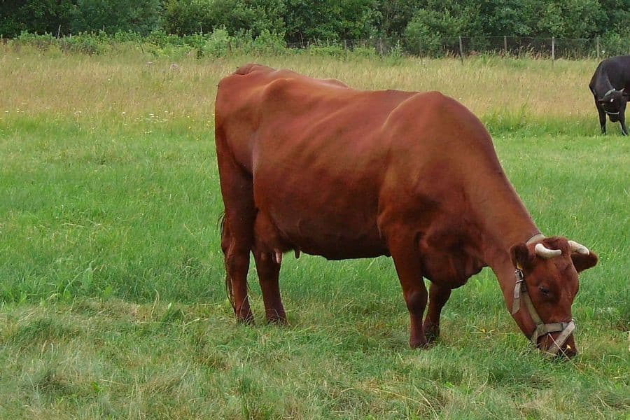 Vaca ángel