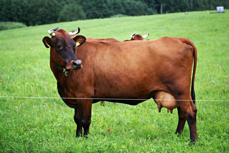 vaca marrón letona
