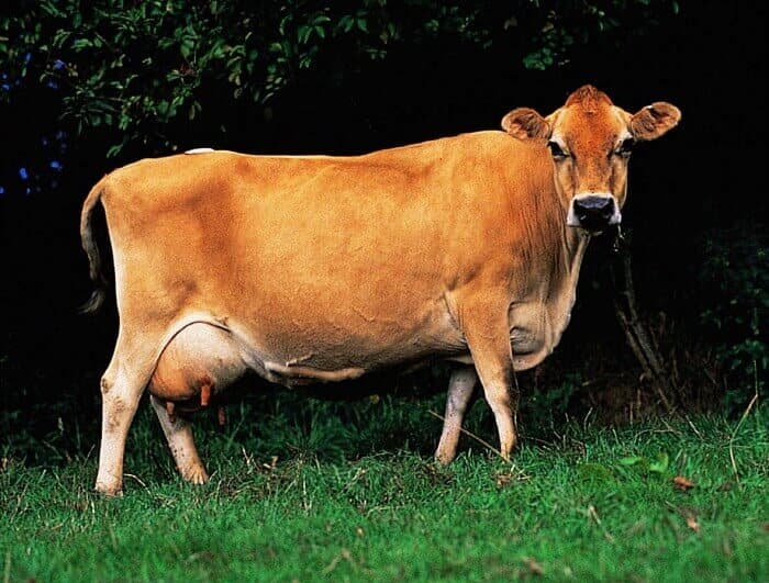 vaca Jersey