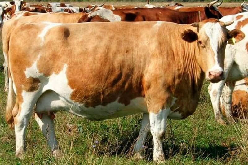 vaca de Guernsey