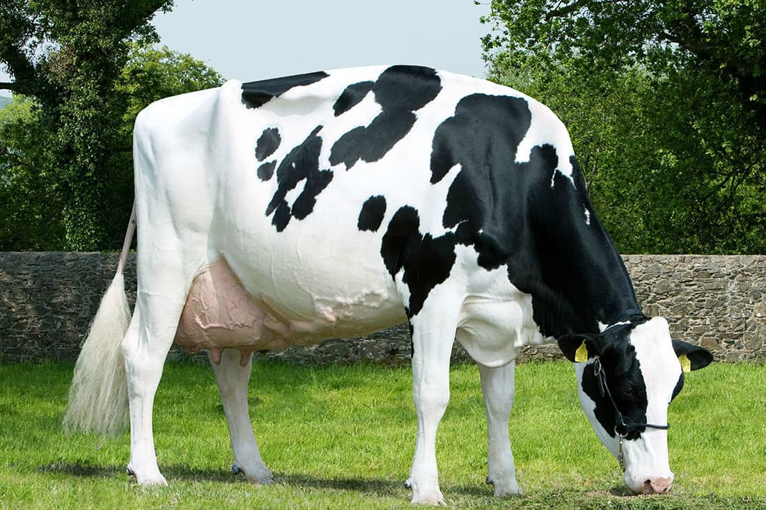 vaca holandesa