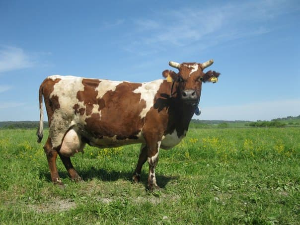 Vaca de Yorkshire