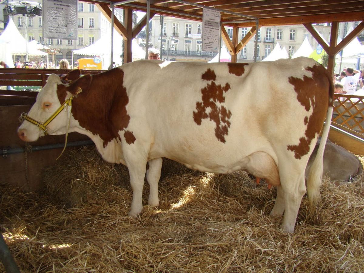 vaca Montbéliarde