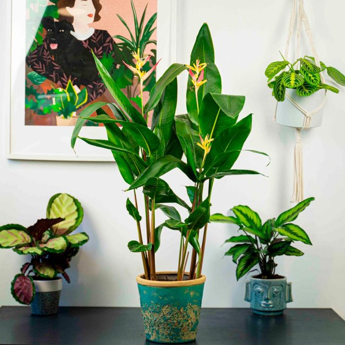 Heliconia - foto, cuidados, especie, descripción, propagación, planta de interior
