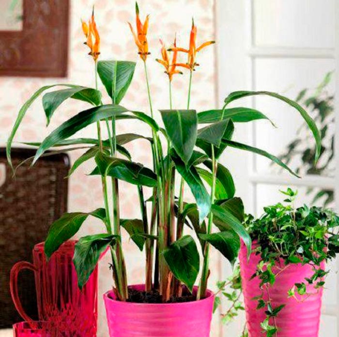 Heliconia - foto, cuidados, especie, descripción, propagación, planta de interior