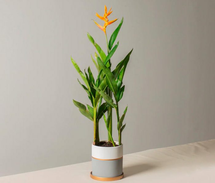 Heliconia - foto, cuidados, especie, descripción, propagación, planta de interior
