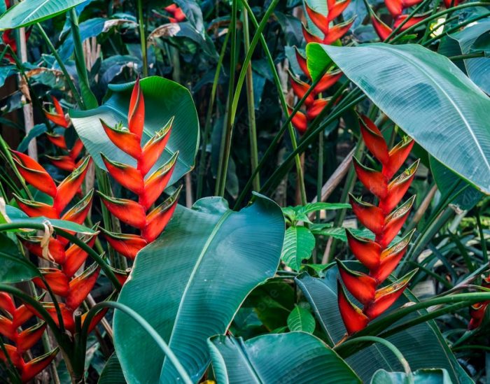 Heliconia Bihai