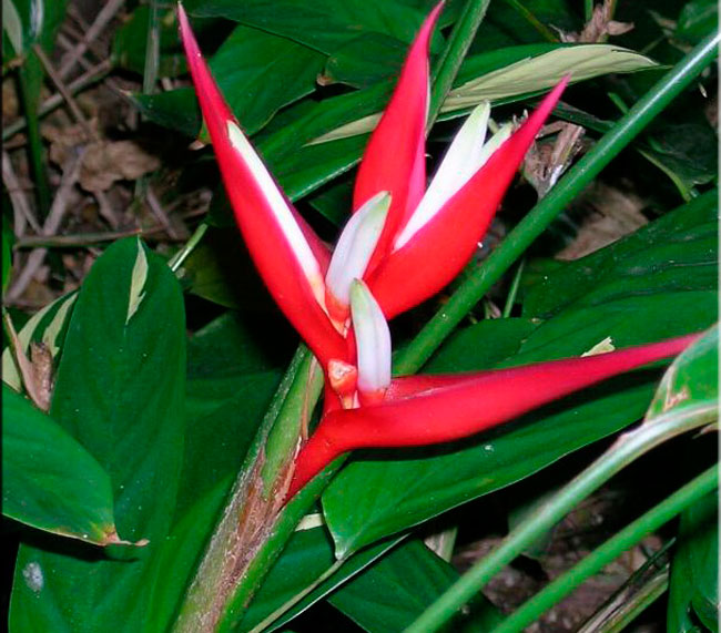 Heliconia - foto, cuidados, especie, descripción, propagación, planta de interior