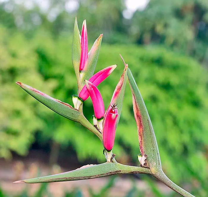 Heliconia metallica