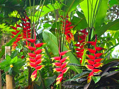 Heliconia - foto, cuidados, especie, descripción, propagación, planta de interior