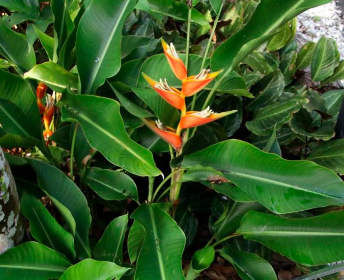 Heliconia erecta