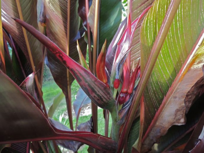 Heliconia - foto, cuidados, especie, descripción, propagación, planta de interior