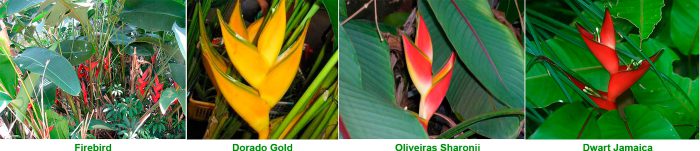 Heliconia - foto, cuidados, especie, descripción, propagación, planta de interior