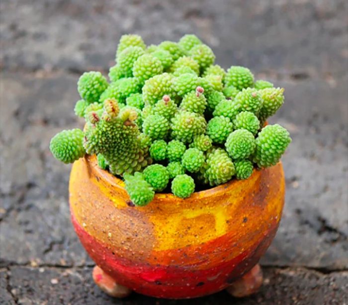 Monanthes - foto, cuidados, especie, descripción, propagación, planta de interior