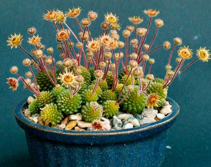 Monanthes - foto, cuidados, especie, descripción, propagación, planta de interior