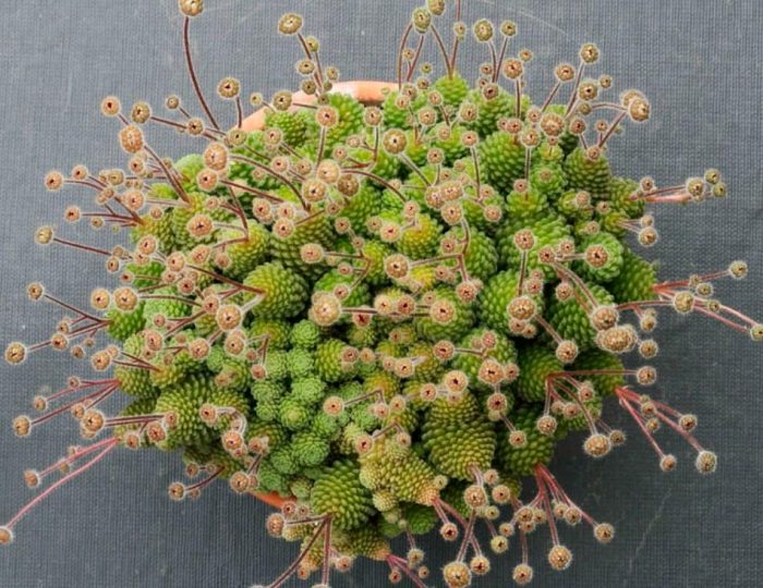 Monanthes - foto, cuidados, especie, descripción, propagación, planta de interior