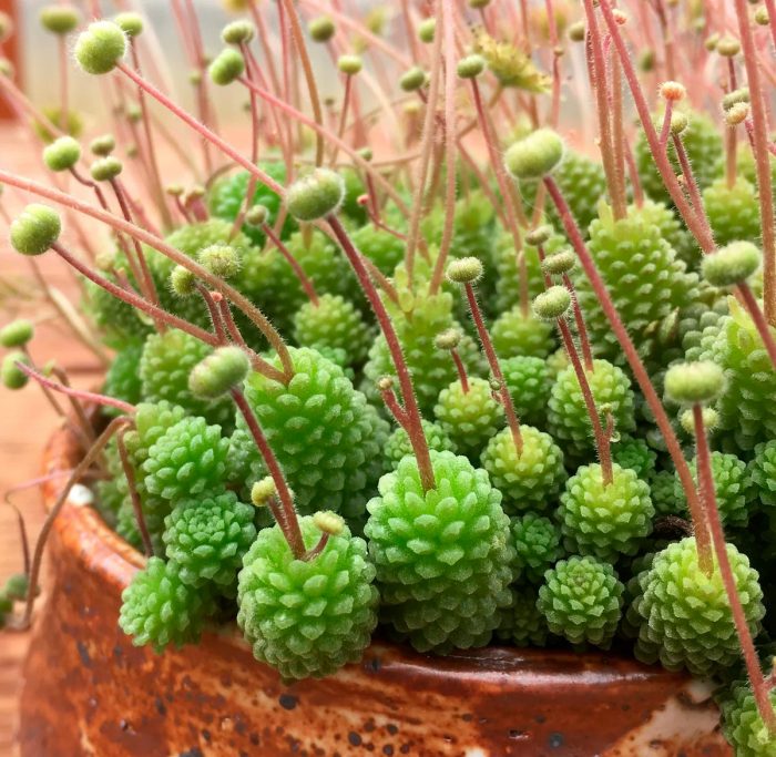 Monanthes polyphyllus