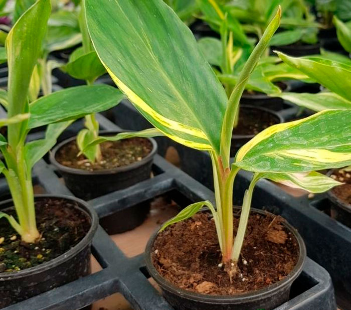 Alpinia - foto, cuidados, especie, descripción, propagación, planta de interior