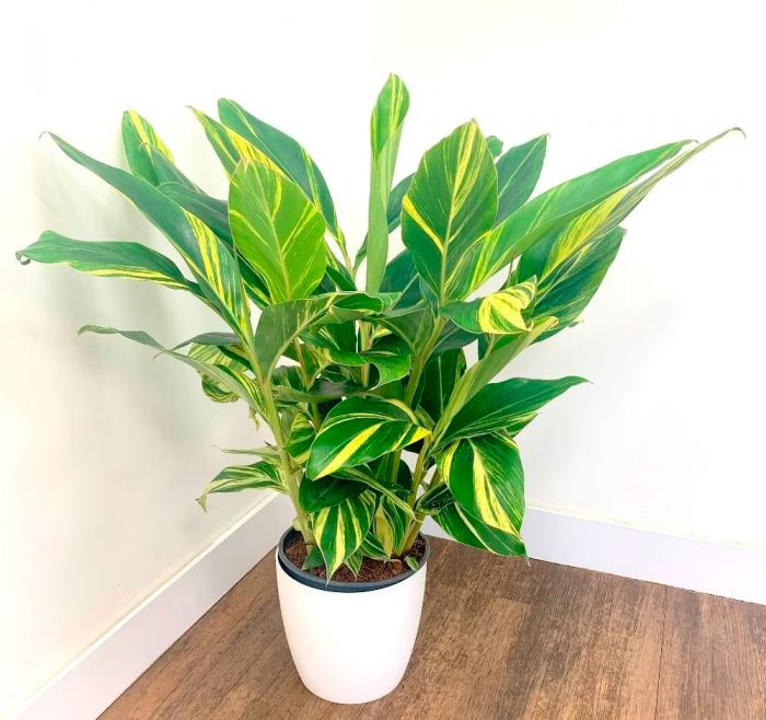 Alpinia - foto, cuidados, especie, descripción, propagación, planta de interior