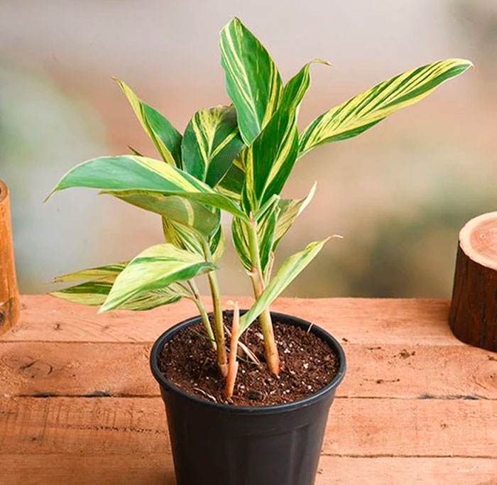 Alpinia - foto, cuidados, especie, descripción, propagación, planta de interior