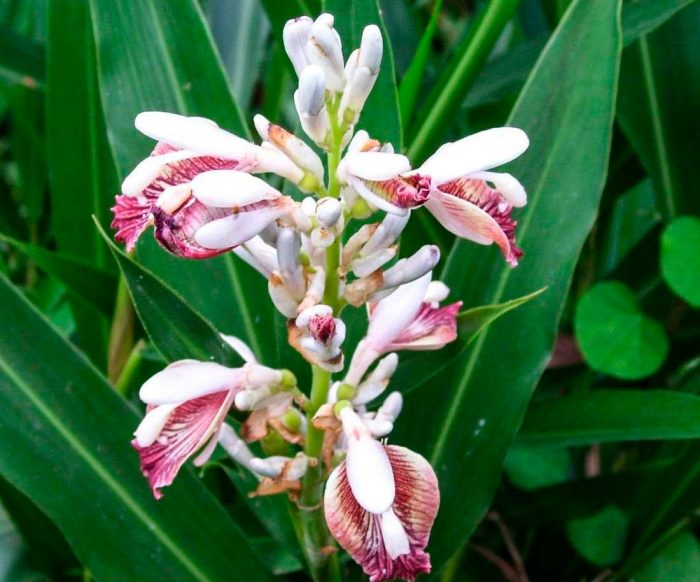 Alpinia officinalis