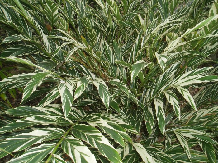 Alpinia - foto, cuidados, especie, descripción, propagación, planta de interior