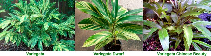 Alpinia - foto, cuidados, especie, descripción, propagación, planta de interior