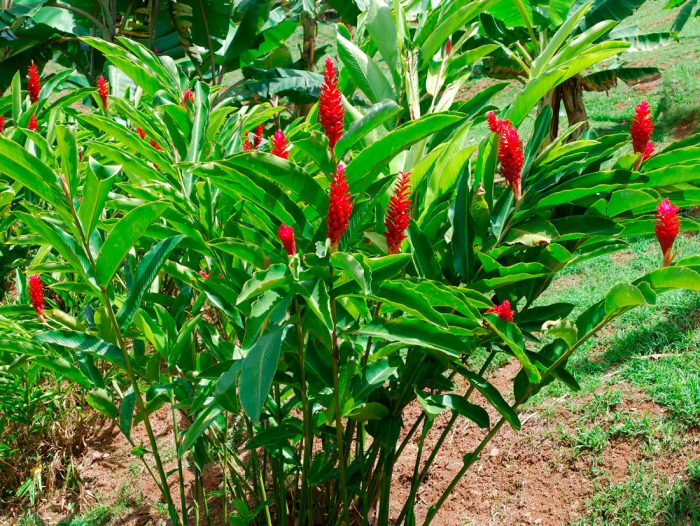 Alpinia purpurea