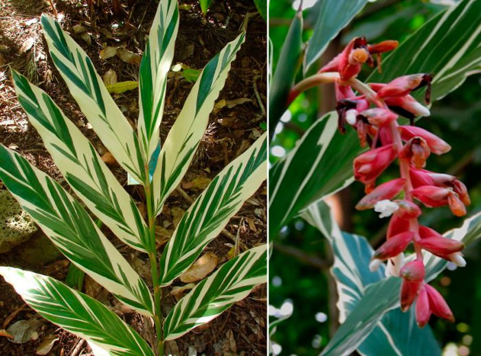 Alpinia - foto, cuidados, especie, descripción, propagación, planta de interior