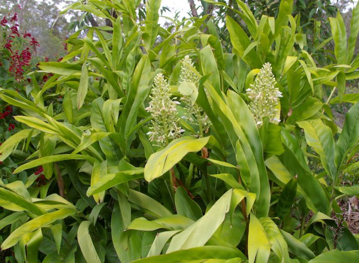 Alpinia - foto, cuidados, especie, descripción, propagación, planta de interior