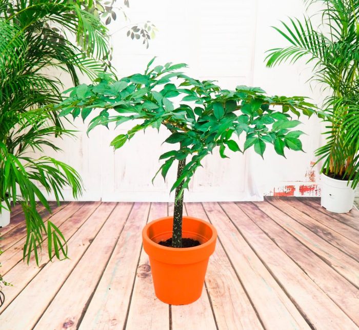 Amorphophallus - foto, cuidados, especie, descripción, reproducción, planta de interior