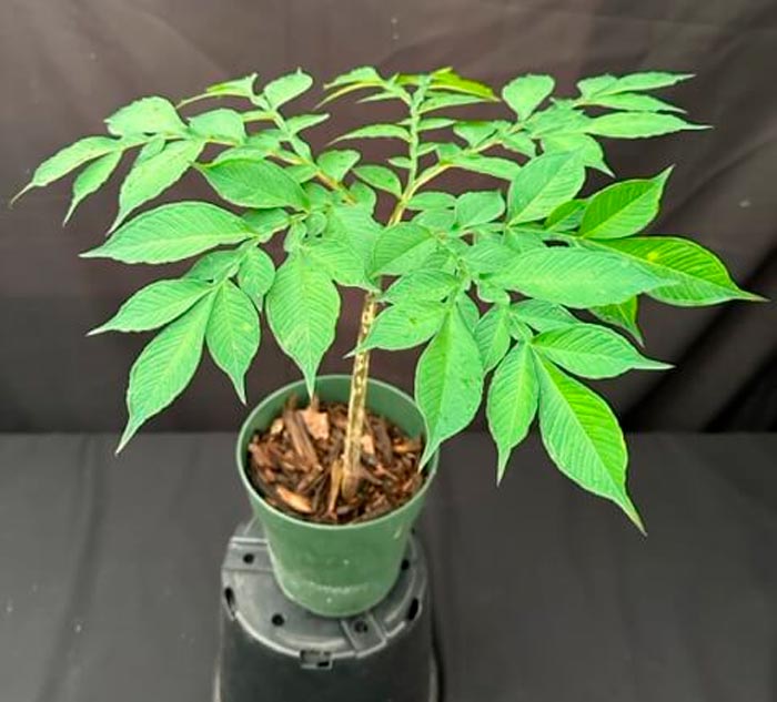 Amorphophallus - foto, cuidados, especie, descripción, reproducción, planta de interior