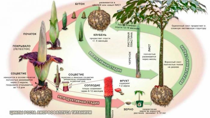 Amorphophallus - foto, cuidados, especie, descripción, reproducción, planta de interior