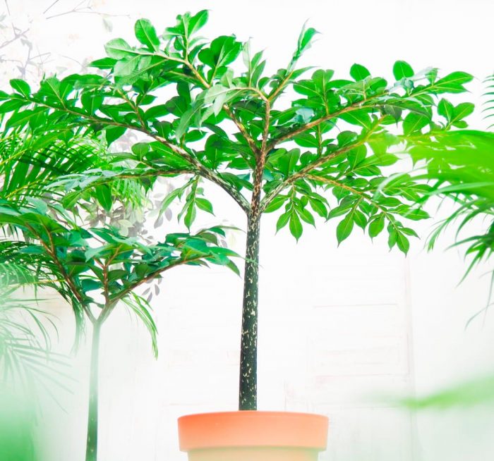 Amorphophallus - foto, cuidados, especie, descripción, reproducción, planta de interior