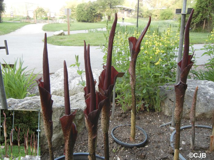 Amorphophallus - foto, cuidados, especie, descripción, reproducción, planta de interior