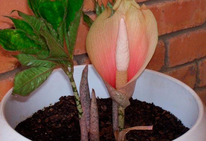 Amorphophallus - foto, cuidados, especie, descripción, reproducción, planta de interior