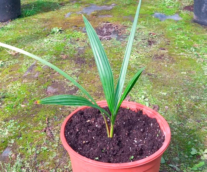 Brachea - foto, cuidados, especie, descripción, propagación, planta de interior