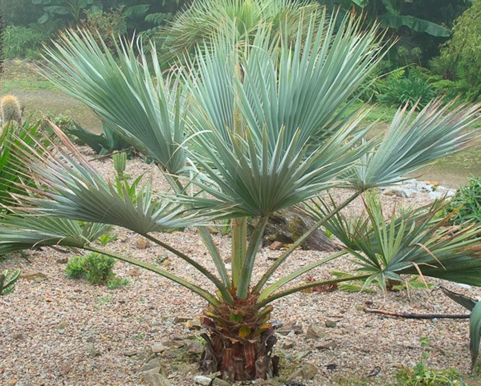 Brachea - foto, cuidados, especie, descripción, propagación, planta de interior