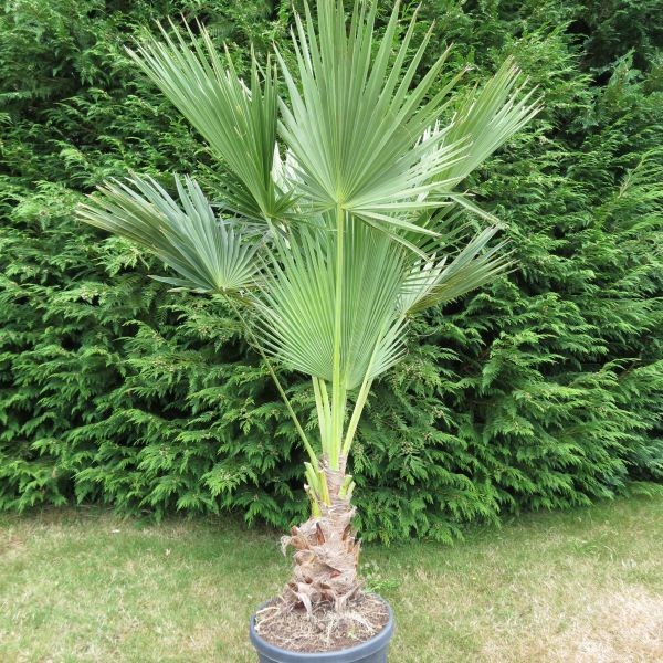 Brachea - foto, cuidados, especie, descripción, propagación, planta de interior