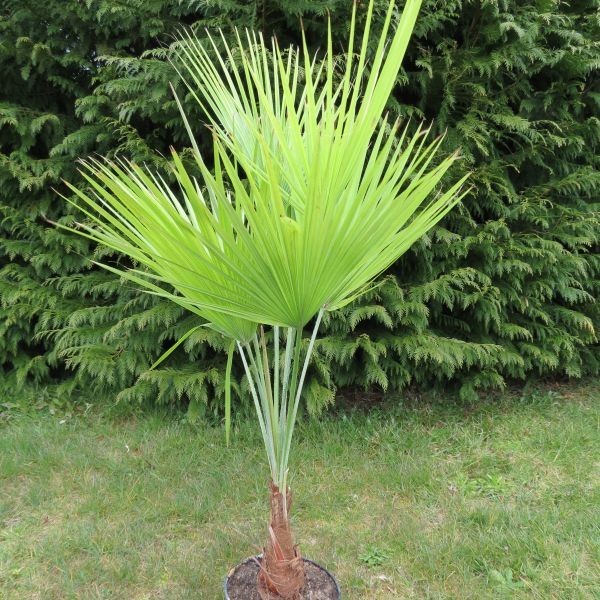 Brachea - foto, cuidados, especie, descripción, propagación, planta de interior