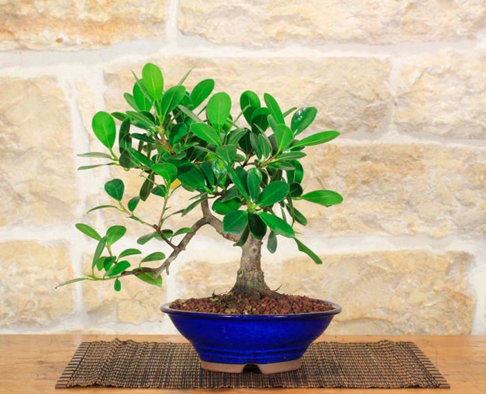 Ficus Panda - foto, cuidados, especie, descripción, propagación, planta de interior