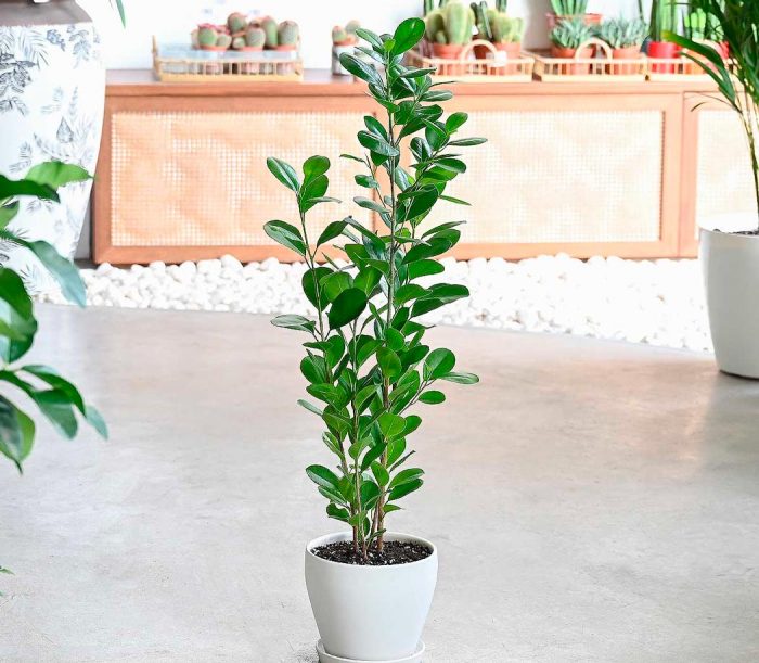 Ficus Panda - foto, cuidados, especie, descripción, propagación, planta de interior