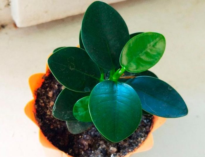 Ficus Panda - foto, cuidados, especie, descripción, propagación, planta de interior