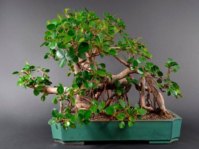 Ficus Panda - foto, cuidados, especie, descripción, propagación, planta de interior