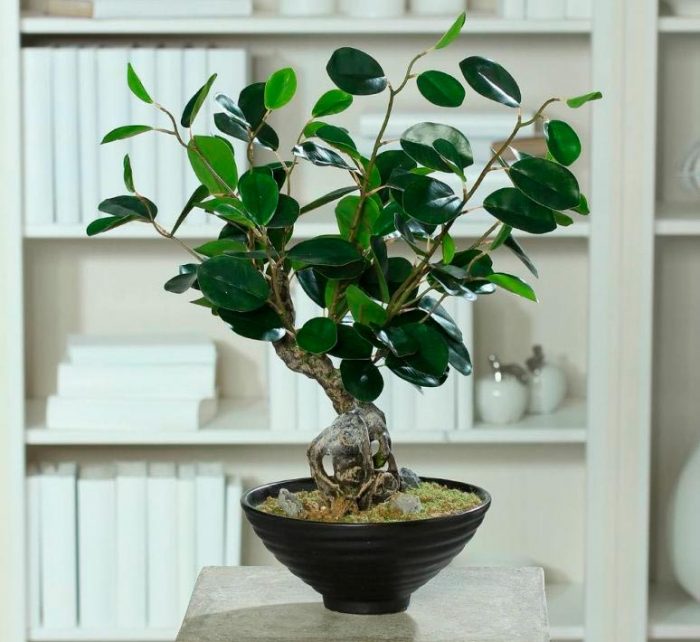 Ficus Panda - foto, cuidados, especie, descripción, propagación, planta de interior