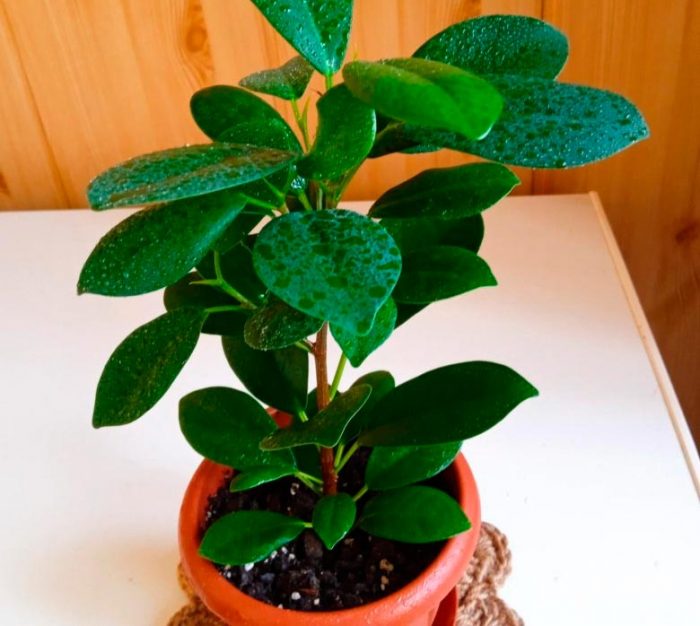 Ficus Panda - foto, cuidados, especie, descripción, propagación, planta de interior